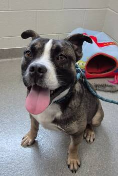 Rescue Boxer and Mixed Breed Dogs for Adoption in Chattanooga, Tennessee - Comet | PetCurious