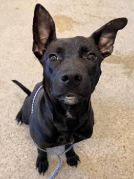 Pit Bull Terrier Dogs Available for Adoption - Queso | PetCurious