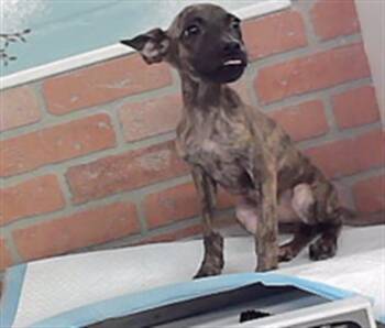 A2098304 -  Staffordshire Bull Terrier and Mixed Breed Dog for Adoption in Houston, Texas - A2098304 | PetCurious