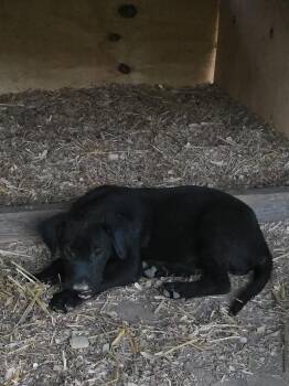 Kuala -  Labrador Retriever Dog for Adoption in Kannapolis, North Carolina - Kuala | PetCurious