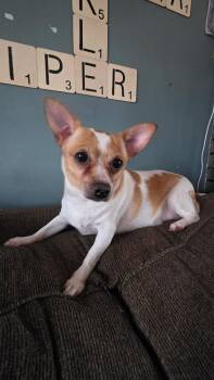 Chloe -  Chihuahua Dog for Adoption in Dunmore, Pennsylvania - Chloe | PetCurious