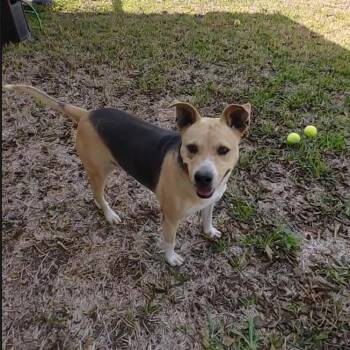 Rescue Terrier Dogs for Adoption in Seguin, Texas - Leona | PetCurious