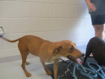 MAY -  Labrador Retriever Dog for Adoption in Ocala, Florida - MAY | PetCurious