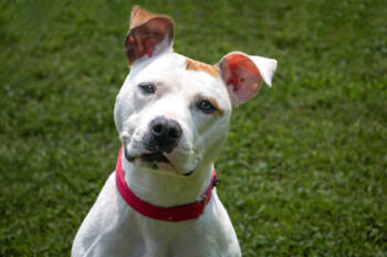 Rescue Mixed Breed Dogs for Adoption in West Chester, Pennsylvania - Leslie | PetCurious