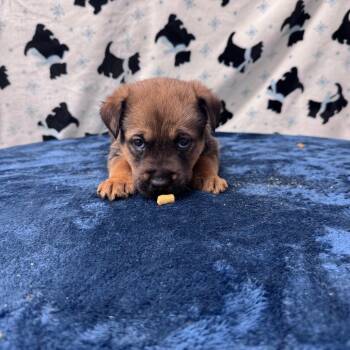 Rescue Mixed Breed Dogs for Adoption in Fairmont, West Virginia - Acorn | PetCurious