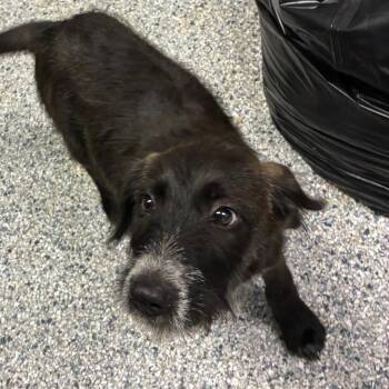 Peanut -  Terrier Dog for Adoption in Birmingham, Alabama - Peanut | PetCurious