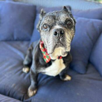 Rescue French Bulldog and American Staffordshire Terrier Dogs for Adoption in Ramona, California - Titus | PetCurious