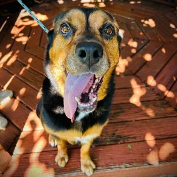 Mixed Breed Dogs Available for Adoption - Foxy | PetCurious