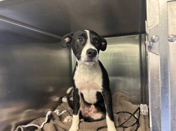 SQUASH -  American Staffordshire Terrier and Mixed Breed Dog for Adoption in Grand Prairie, Texas - SQUASH | PetCurious