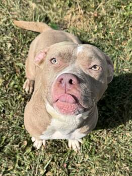 Rescue Pit Bull Terrier Dogs for Adoption in Pekin, Illinois - Princess | PetCurious