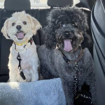 Sunflower -  Poodle and Mixed Breed Dog for Adoption in San Diego, California - Sunflower | PetCurious