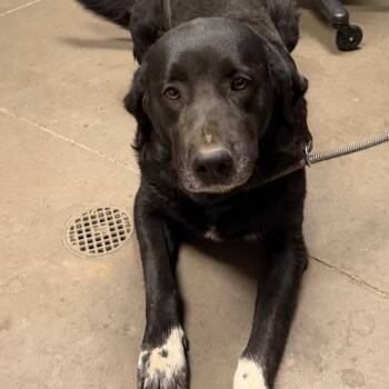 Yokai -  Flat Coated Retriever and Mixed Breed Dog for Adoption in Yuma, Arizona - Yokai | PetCurious