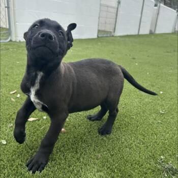 Mixed Breed Dogs Available for Adoption - Gunner 4375 | PetCurious