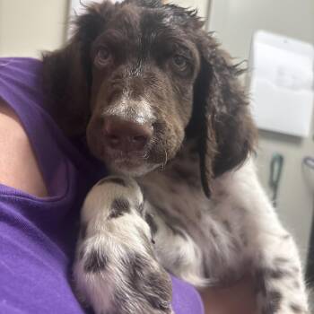 Bourbon -  Poodle and Mixed Breed Dog for Adoption in Tulsa, Oklahoma - Bourbon | PetCurious