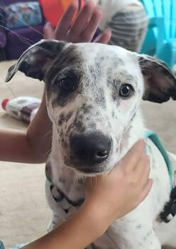 Rescue Mixed Breed Dogs for Adoption in Grand Island, Nebraska - Daisy | PetCurious