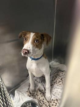 PRESTON -  Catahoula Leopard Dog and Mixed Breed Dog for Adoption in St. Louis, Missouri - PRESTON | PetCurious