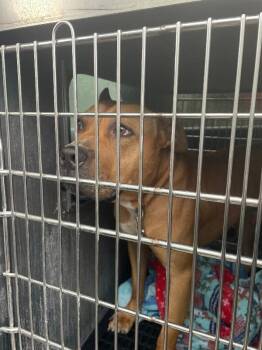 Wingardium Leviosa -  Mixed Breed Dog for Adoption in Cincinnati, Ohio - Wingardium Leviosa | PetCurious