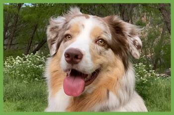 Cooper -  Australian Shepherd Dog for Adoption in Amherst, Massachusetts - Cooper | PetCurious