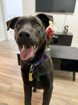 Labrador Retriever Dogs Available for Adoption - Cami | PetCurious