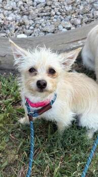 LILY -  West Highland White Terrier Westie and Chihuahua Dog for Adoption in Forney, Texas - LILY | PetCurious