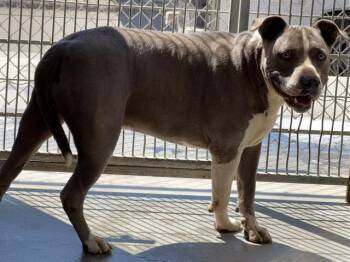 CHANCE -  Pit Bull Terrier Dog for Adoption in Camarillo, California - CHANCE | PetCurious