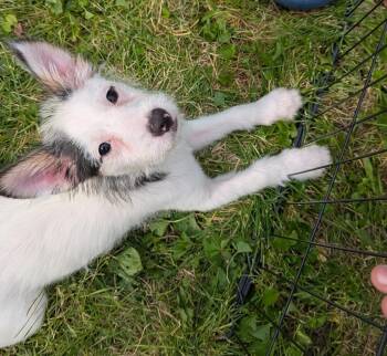 Polly -  Terrier Dog for Adoption in Plymouth, Michigan - Polly | PetCurious