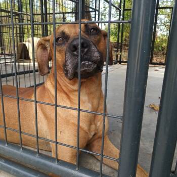 Rescue Boxer and Mixed Breed Dogs for Adoption in Valley, Alabama - Houston | PetCurious