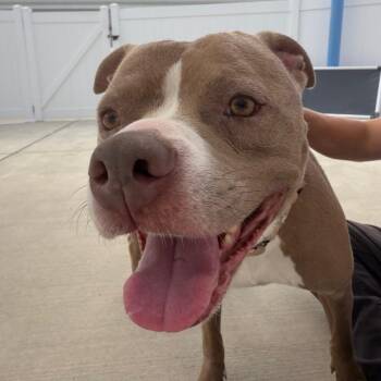 Rowan -  American Staffordshire Terrier Dog for Adoption in Harrisonburg, Virginia - Rowan | PetCurious