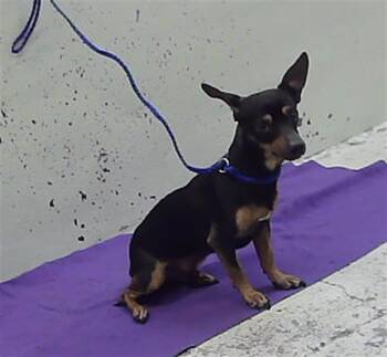 FIRULAIS -  Chihuahua and Mixed Breed Dog for Adoption in Houston, Texas - FIRULAIS | PetCurious