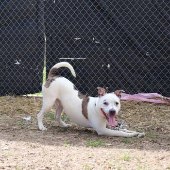 Pit Bull Terrier and Mixed Breed Dogs Available for Adoption - Robbie | PetCurious