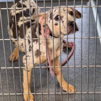 Speckles -  Boxer and Terrier Dog for Adoption in Montgomery, Alabama - Speckles | PetCurious