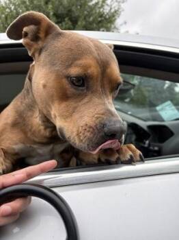 Ostrich -  Mixed Breed Dog for Adoption in Chamblee, Georgia - Ostrich | PetCurious