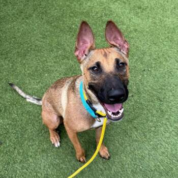 Cholula -  Terrier Dog for Adoption in Dallas, Texas - Cholula | PetCurious