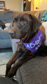 Rescue Labrador Retriever Dogs for Adoption in Broomfield, Colorado - Teasdale / Tassy | PetCurious