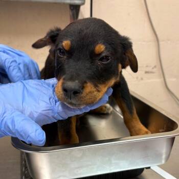 Shepherd Dogs Available for Adoption in Birmingham, Alabama - Matt | PetCurious