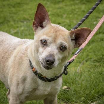 Chihuahua Dogs Available for Adoption in Lambertville, New Jersey - Wiley | PetCurious