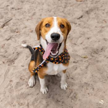 Hibachi -  Hound and Mixed Breed Dog for Adoption in Gainesville, Florida - Hibachi | PetCurious