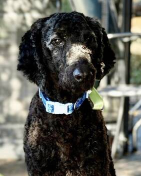 Lenny -  Labradoodle Dog for Adoption in Larkfield-wikiup, California - Lenny | PetCurious
