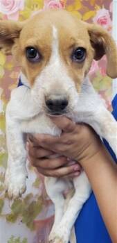COOKIE -  Australian Cattle Dog Blue Heeler Dog for Adoption in San Bernardino, California - COOKIE | PetCurious