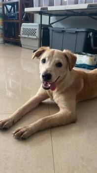 Rescue Mixed Breed Dogs for Adoption in Loíza, Loíza - Daisy | PetCurious
