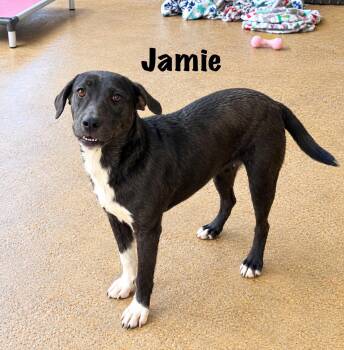 Jamie -  Plott Hound Dog for Adoption in Senatobia, Mississippi - Jamie | PetCurious