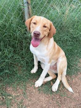 SAM -  Labrador Retriever Dog for Adoption in Pembroke, Massachusetts - SAM | PetCurious