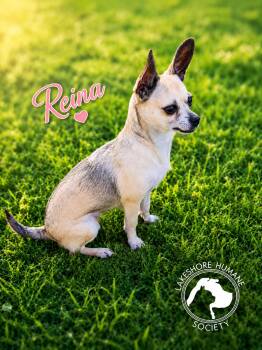 Reina -  Chihuahua Dog for Adoption in Dunkirk, New York - Reina | PetCurious