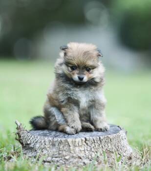 Josephine -  Pomeranian Dog for Adoption in Lucedale, Mississippi - Josephine | PetCurious