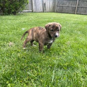 Shepherd and Mixed Breed Dogs Available for Adoption in Dayton, Ohio - Oakley | PetCurious