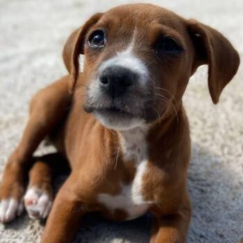 Mixed Breed Dogs Available for Adoption in Vaughan, Ontario - Olivia | PetCurious
