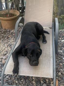 Labrador Retriever Dogs Available for Adoption in Wildomar, California - Junior | PetCurious