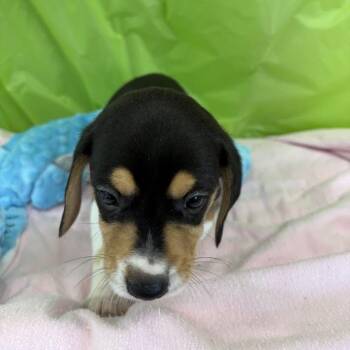 Tangelo -  Beagle and Mixed Breed Dog for Adoption in North Charleston, South Carolina - Tangelo | PetCurious