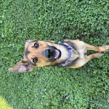 Sarah -  Shepherd Dog for Adoption in Circleville, Ohio - Sarah | PetCurious