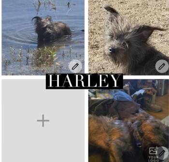 Harley -  Cairn Terrier Dog for Adoption in New Braunfels, Texas - Harley | PetCurious